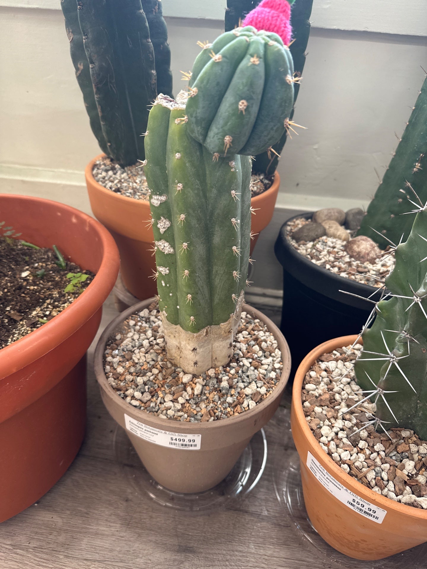 Echinopsis pachanoi 'Lucy' (#430640601)