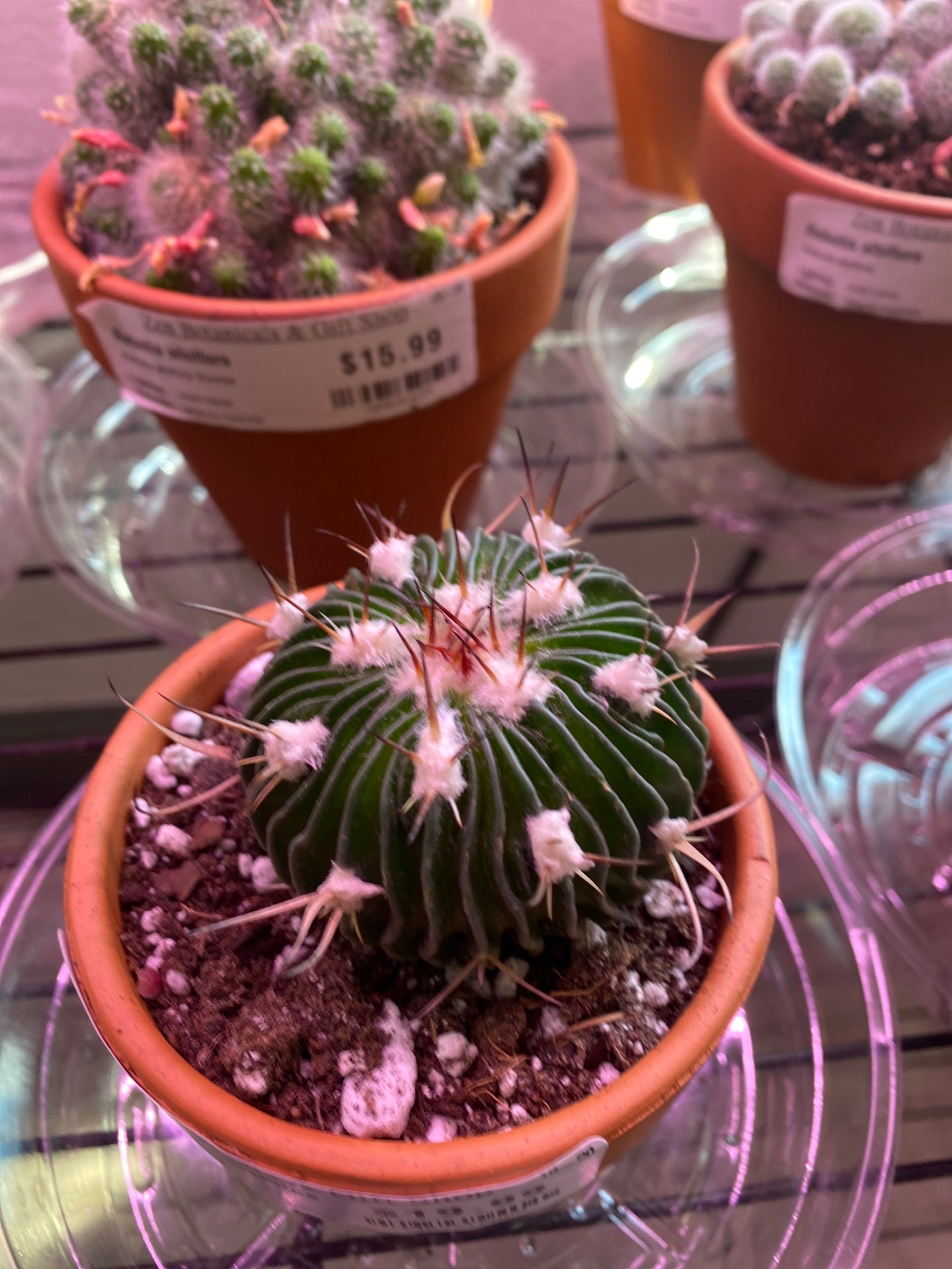 Stenocactus multicostatus (#7457712080)