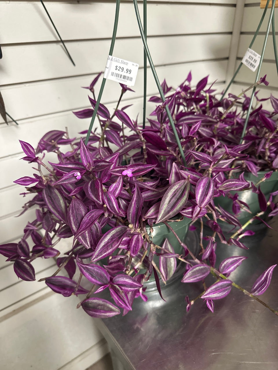 Tradescantia zebrina 'Pink Paradise' (#731526889)