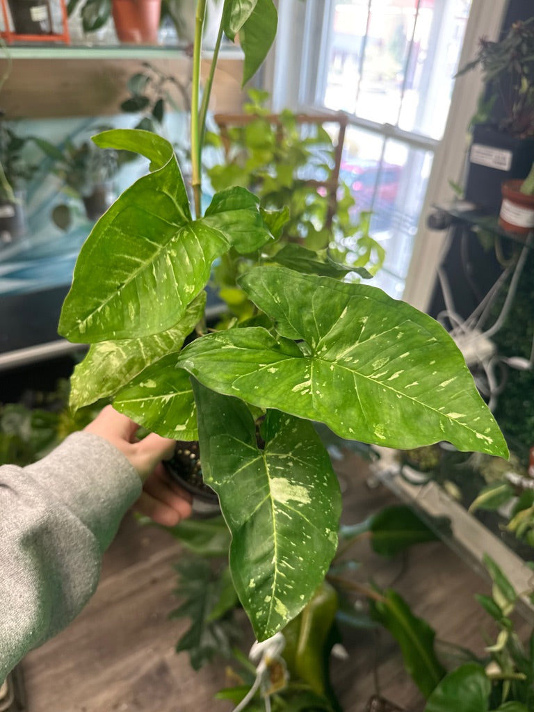 Syngonium Cv. 'Panda Galaxy' (#463214818)