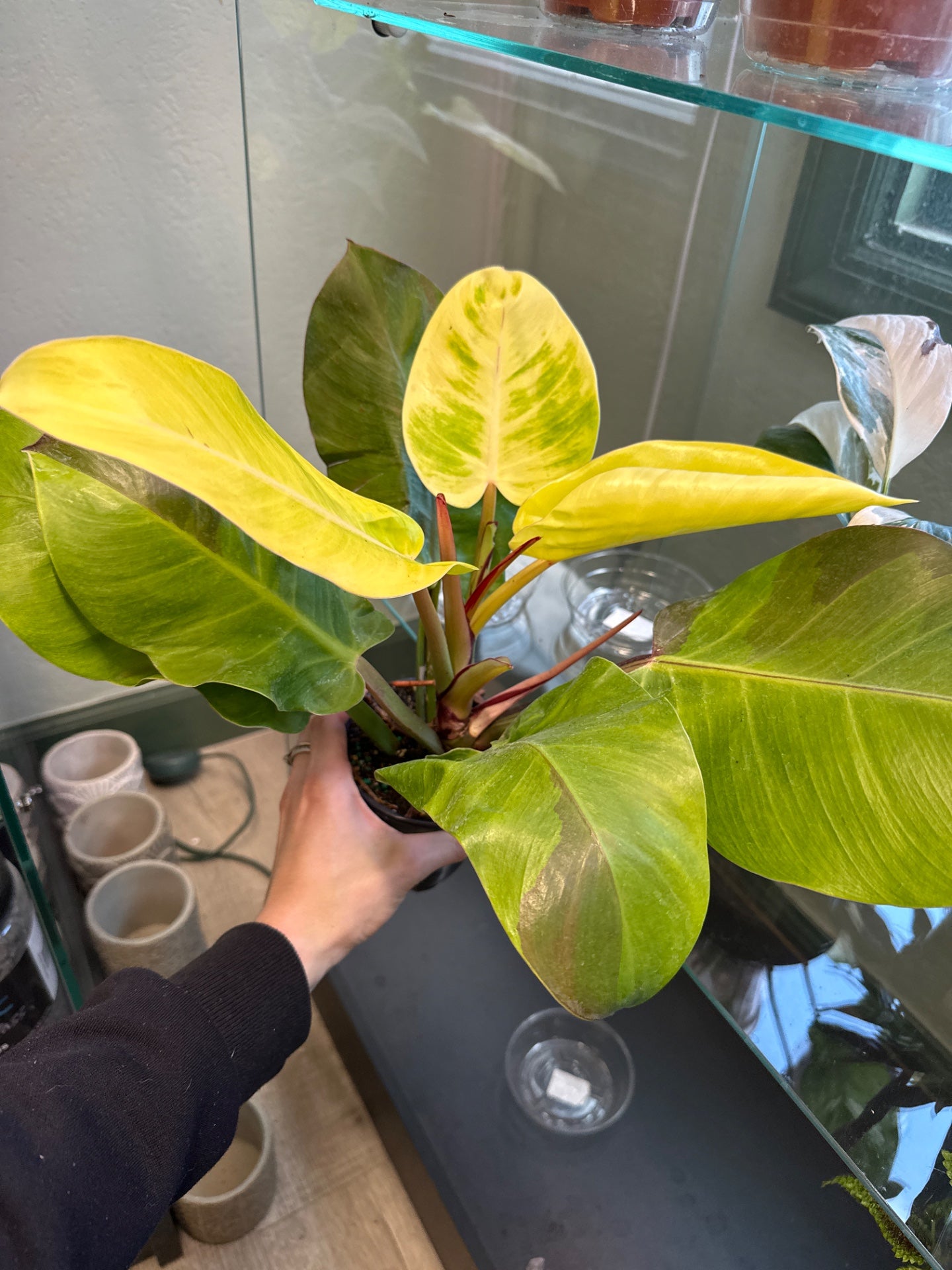 Philodendron cv. 'Yellow Flame' (#963768638)