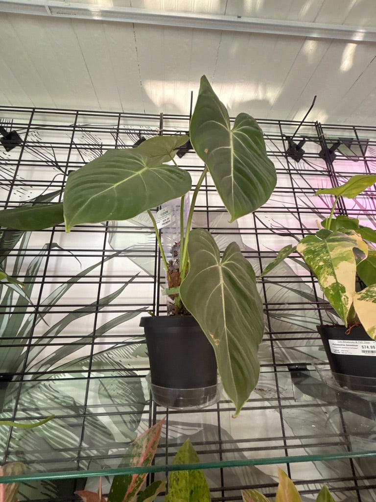 Philodendron gloriosum (#015783433)