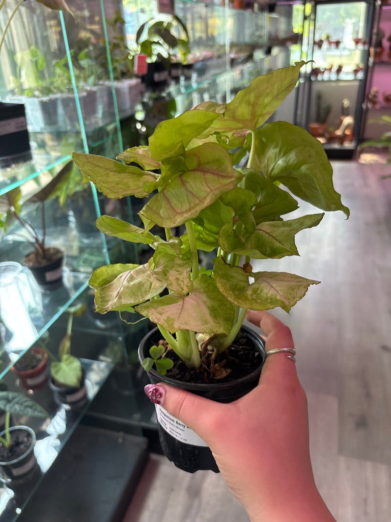 Syngonium Berry Allusion (#593482264)