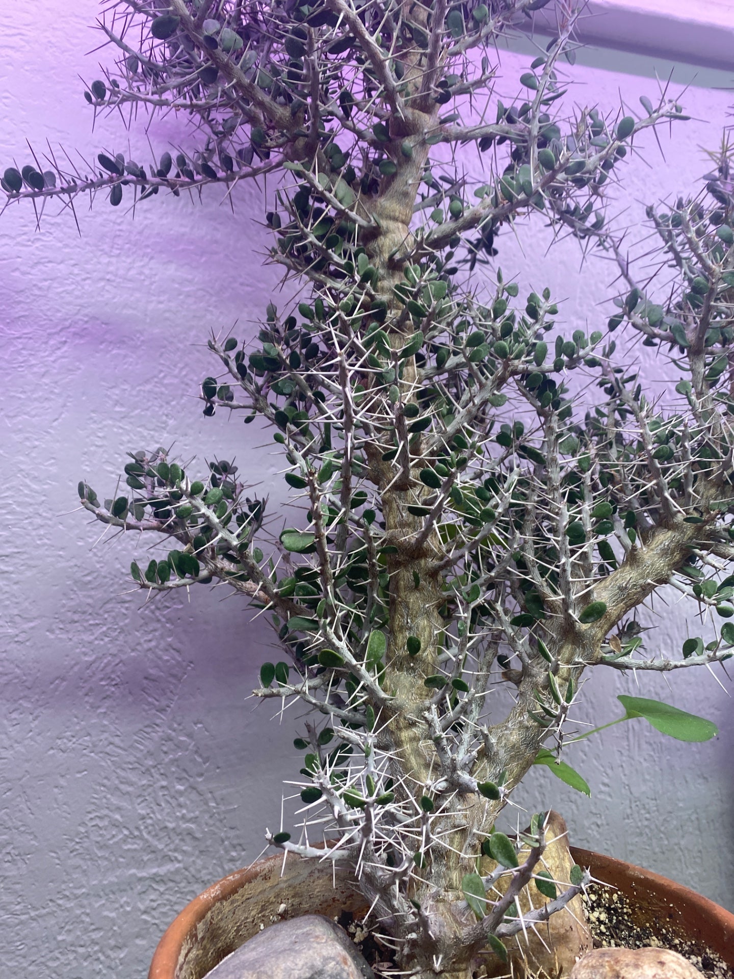 Alluadia cosmosa (#681684222)