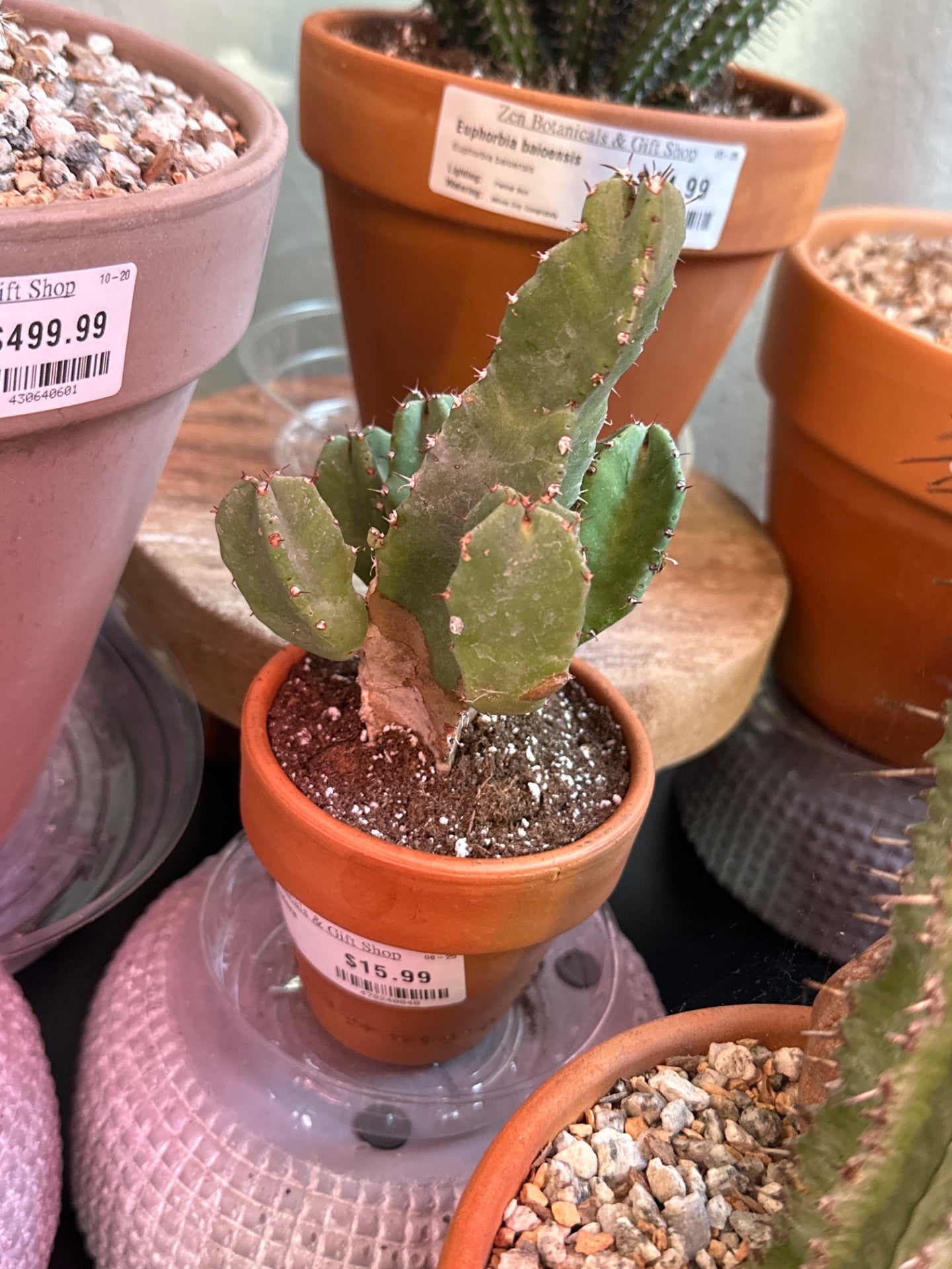 Euphorbia resinifera (#478240040)