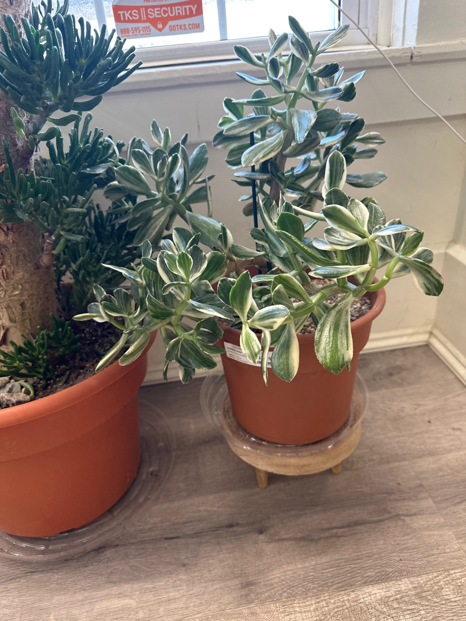 Crassula ovata 'Variegated Jade' (#907806008)