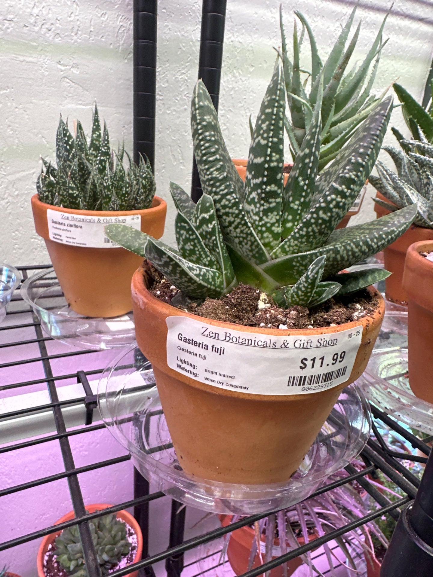Gasteria fuji (#806229315)
