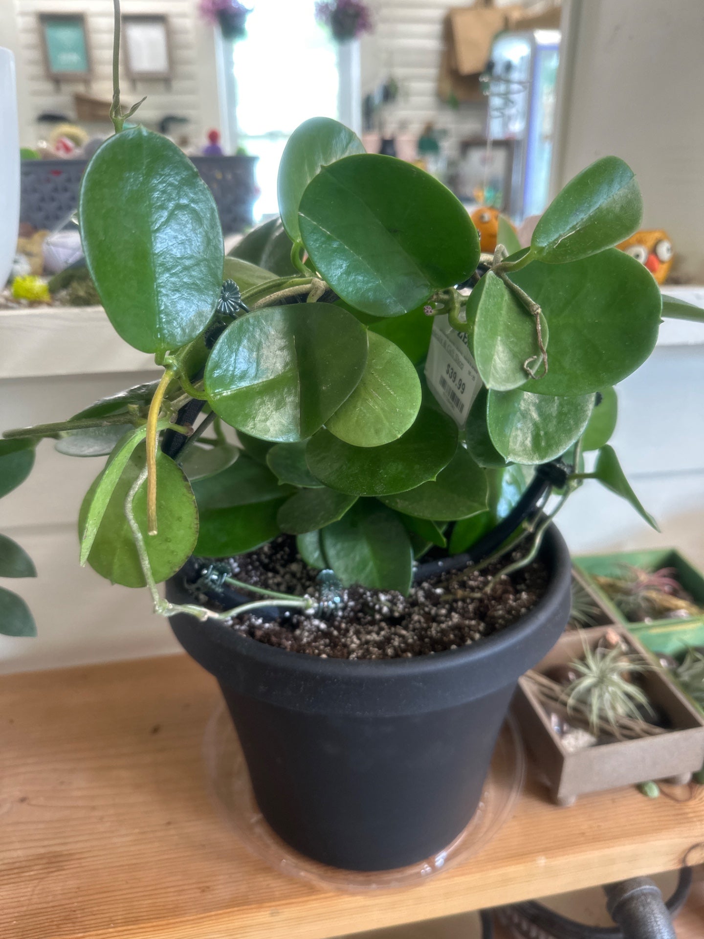 Hoya australis (#917204501)