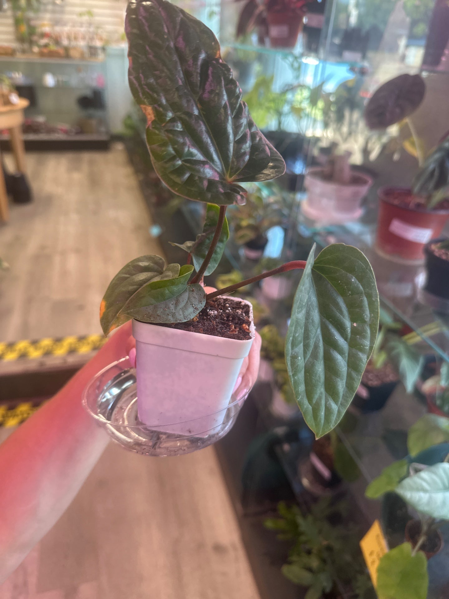 Anthurium luxurians X radicans (#190234726)