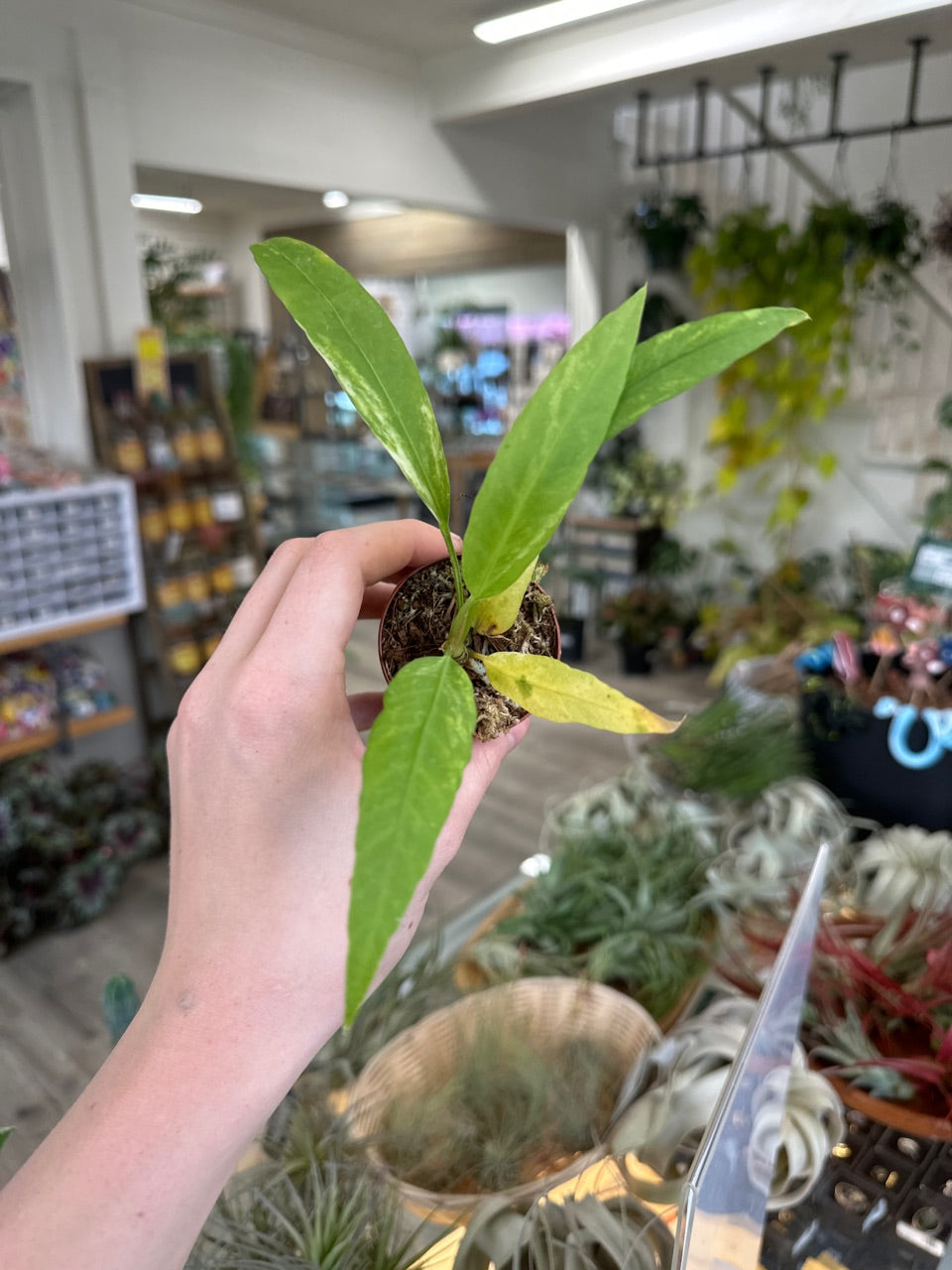 Anthurium vittarifolium 'Variegated' (#595805870)