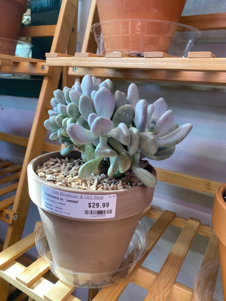 Pachyveria cv. 'crested' (#116233893)