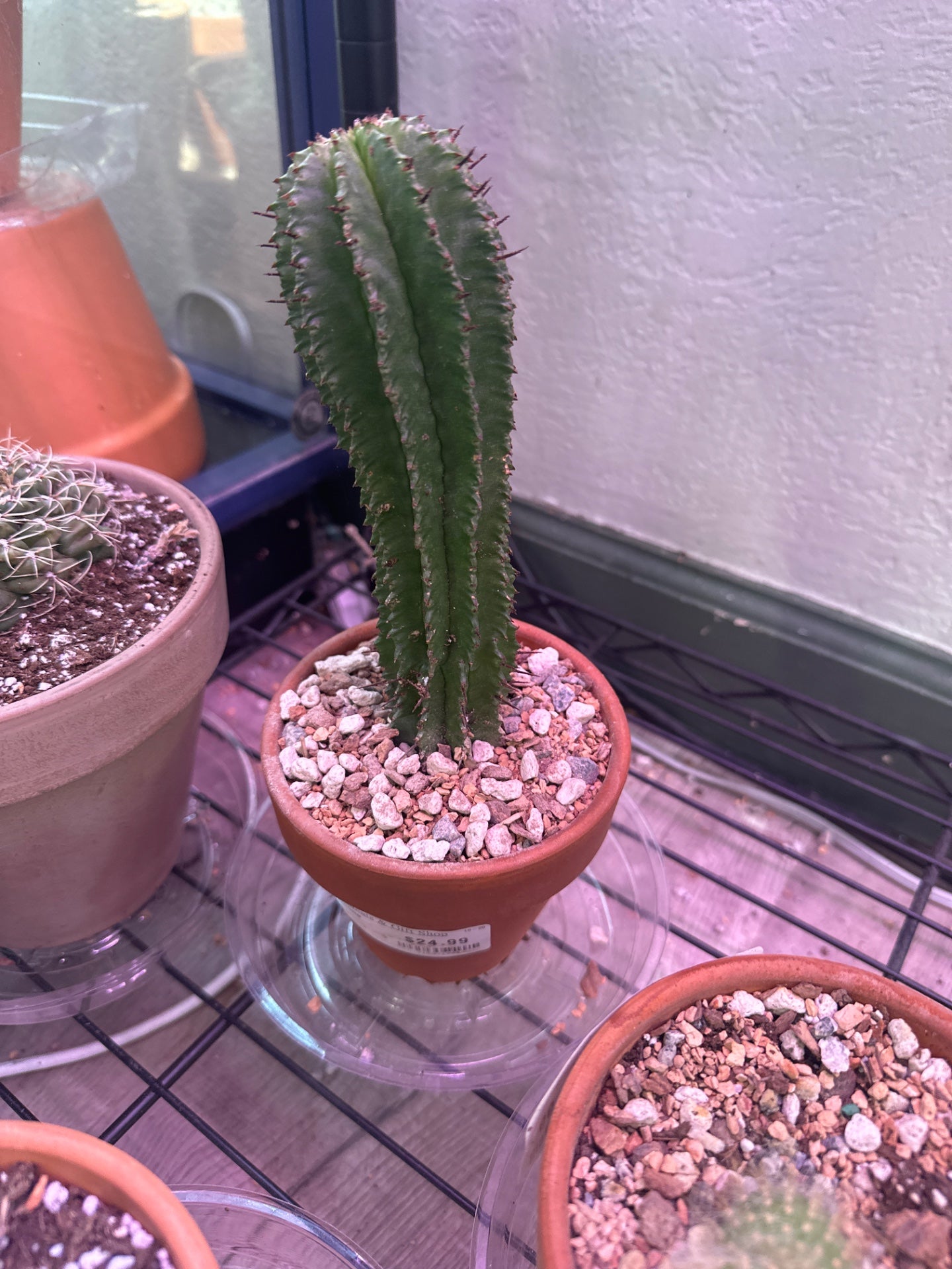 Euphorbia polygona (#715271961)