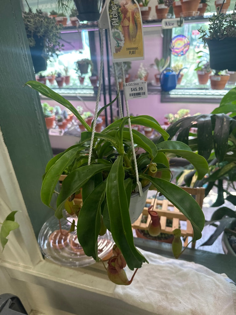 Nepenthes alata (#448225485)