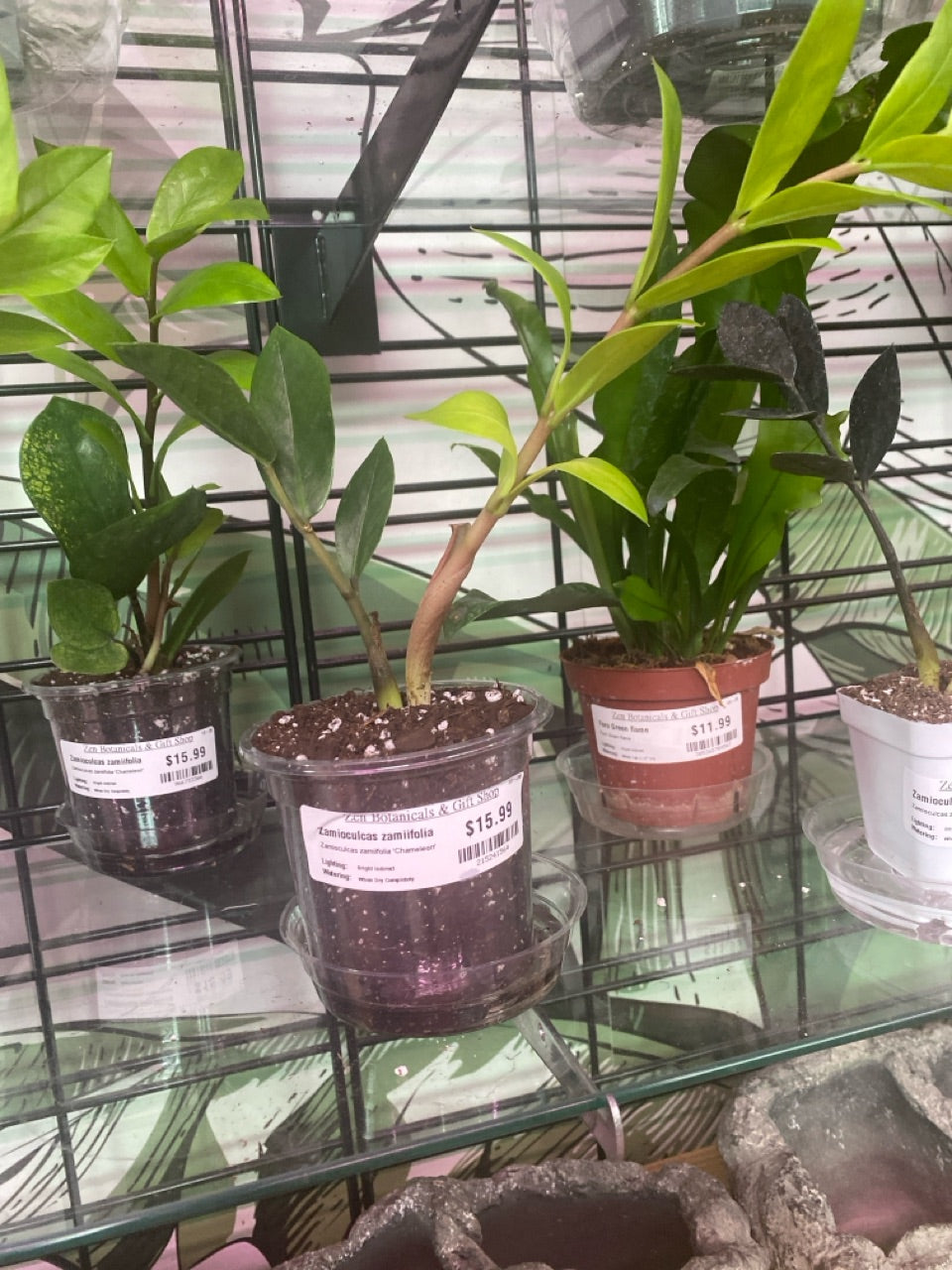 Zamioculcas zamiifolia 'Chameleon' (#215241564)