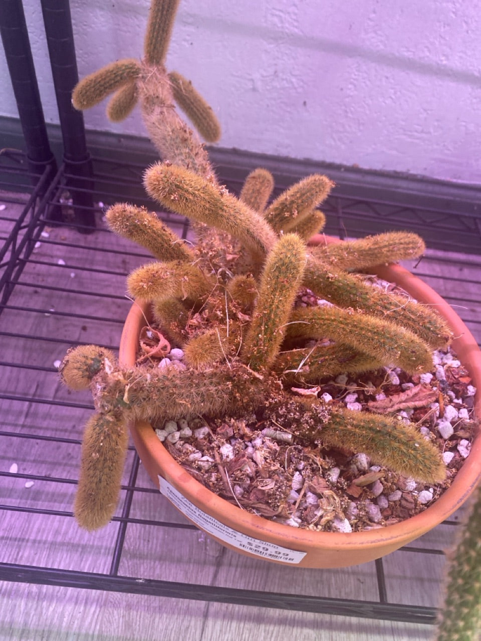Aporocactus flagelliformis 'Golden Rat Tail' (#352012405)
