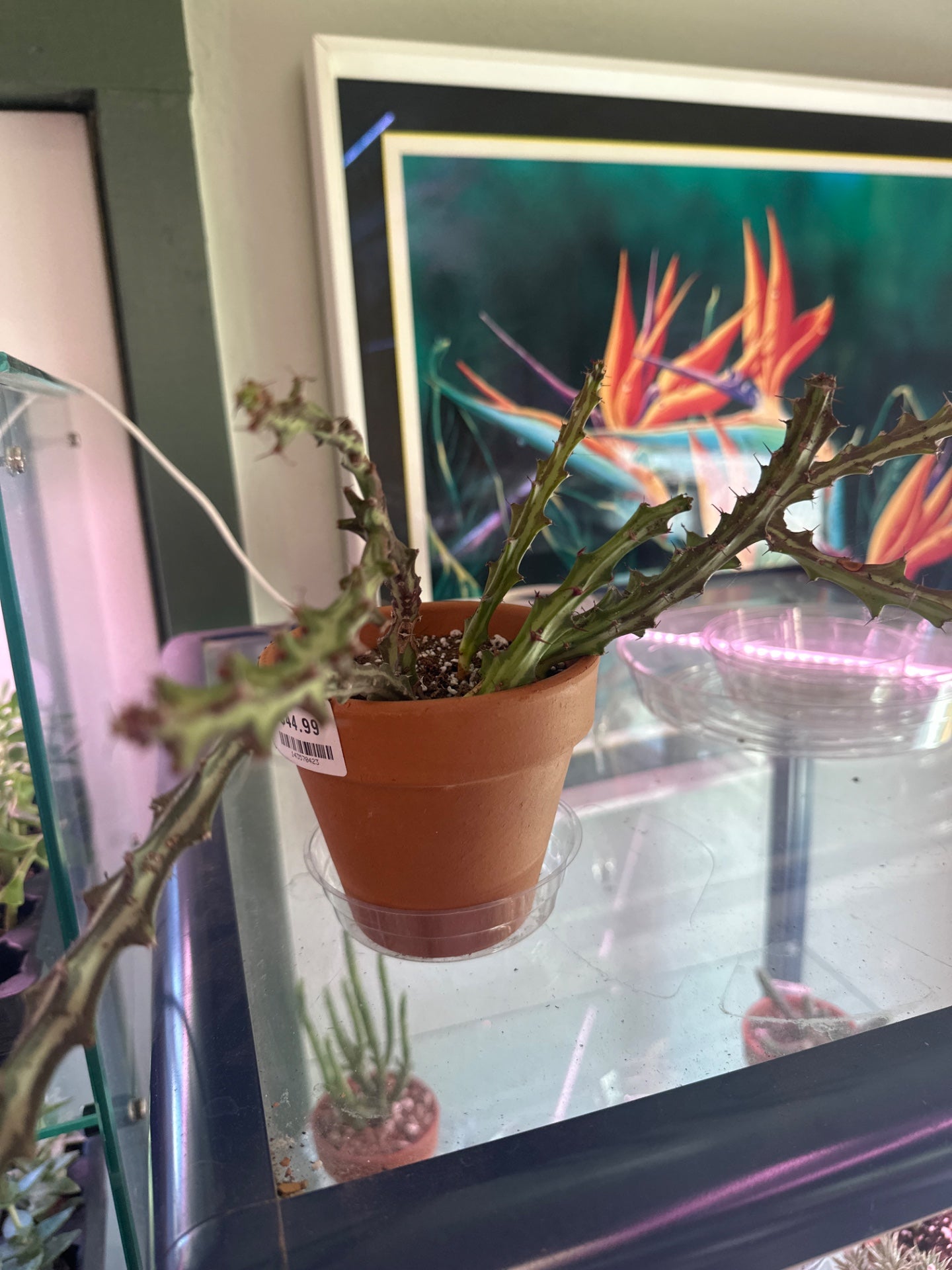 Euphorbia knuthii (#143570423)