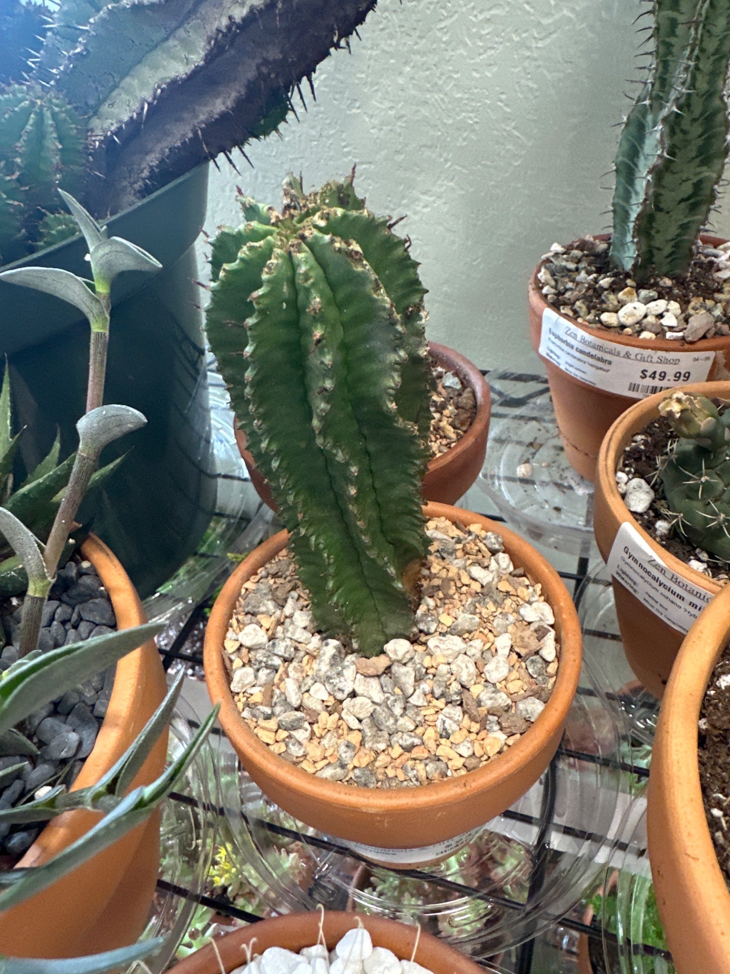 Euphorbia polygona (#268146043)