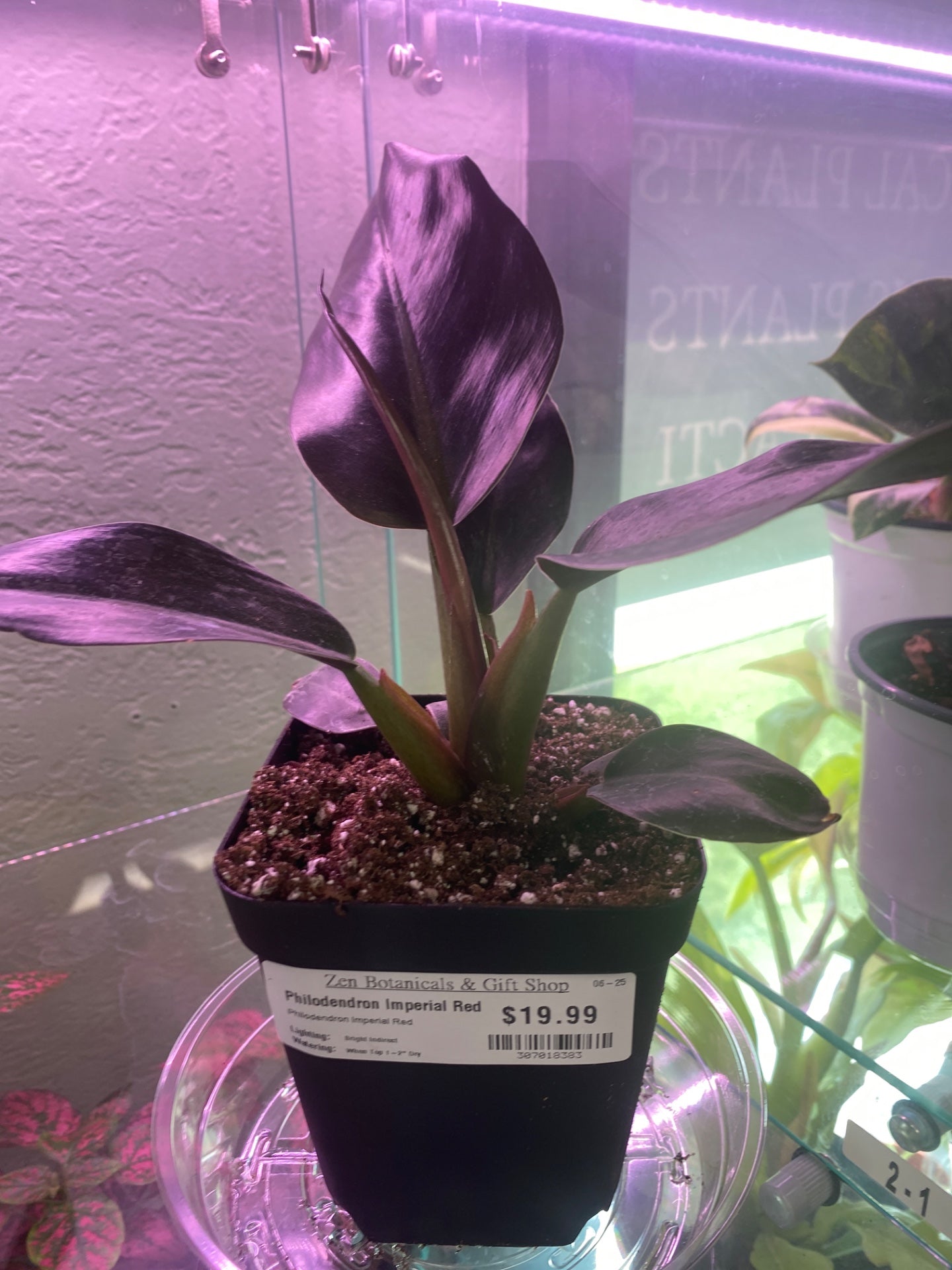 Philodendron Imperial Red (#307018383)