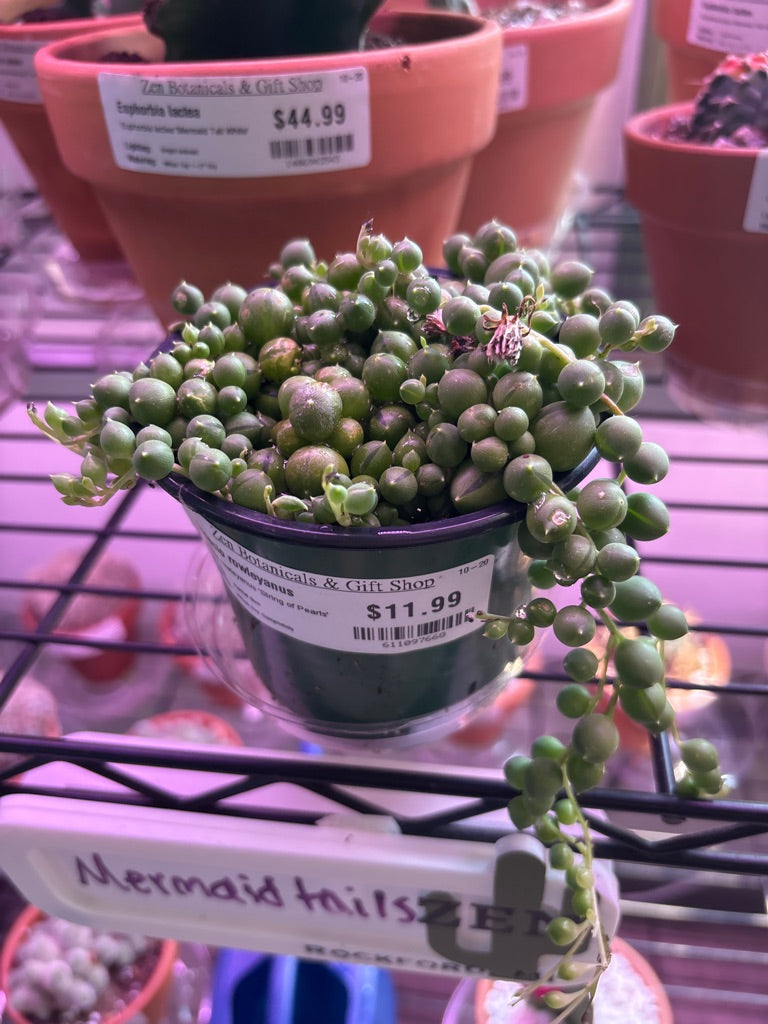 Senecio rowleyanus 'String of Pearls' (#611097668)