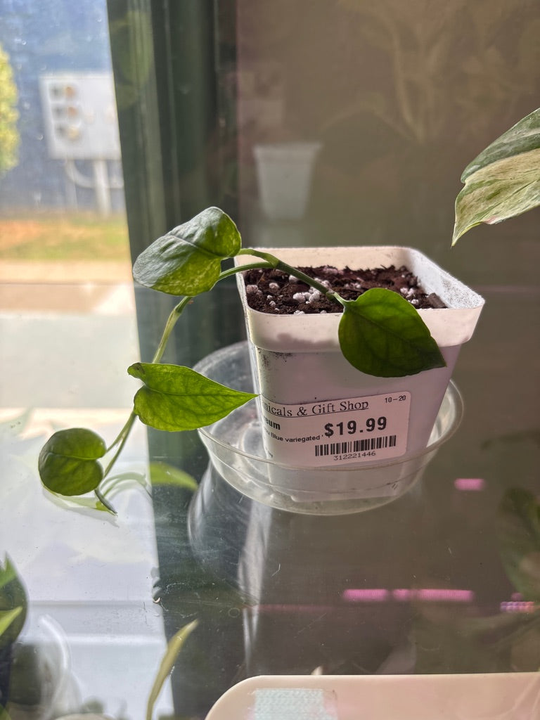Epipremnum aureum 'Cebu Blue variegated ' (#312221446)