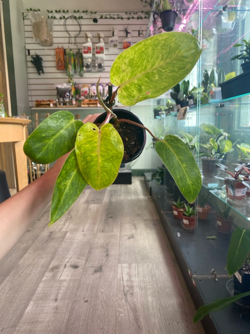 Philodendron painted lady (#989256634)