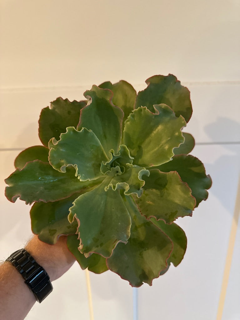 Echeveria Cv. 'Coral Reef Red' (#308096113)