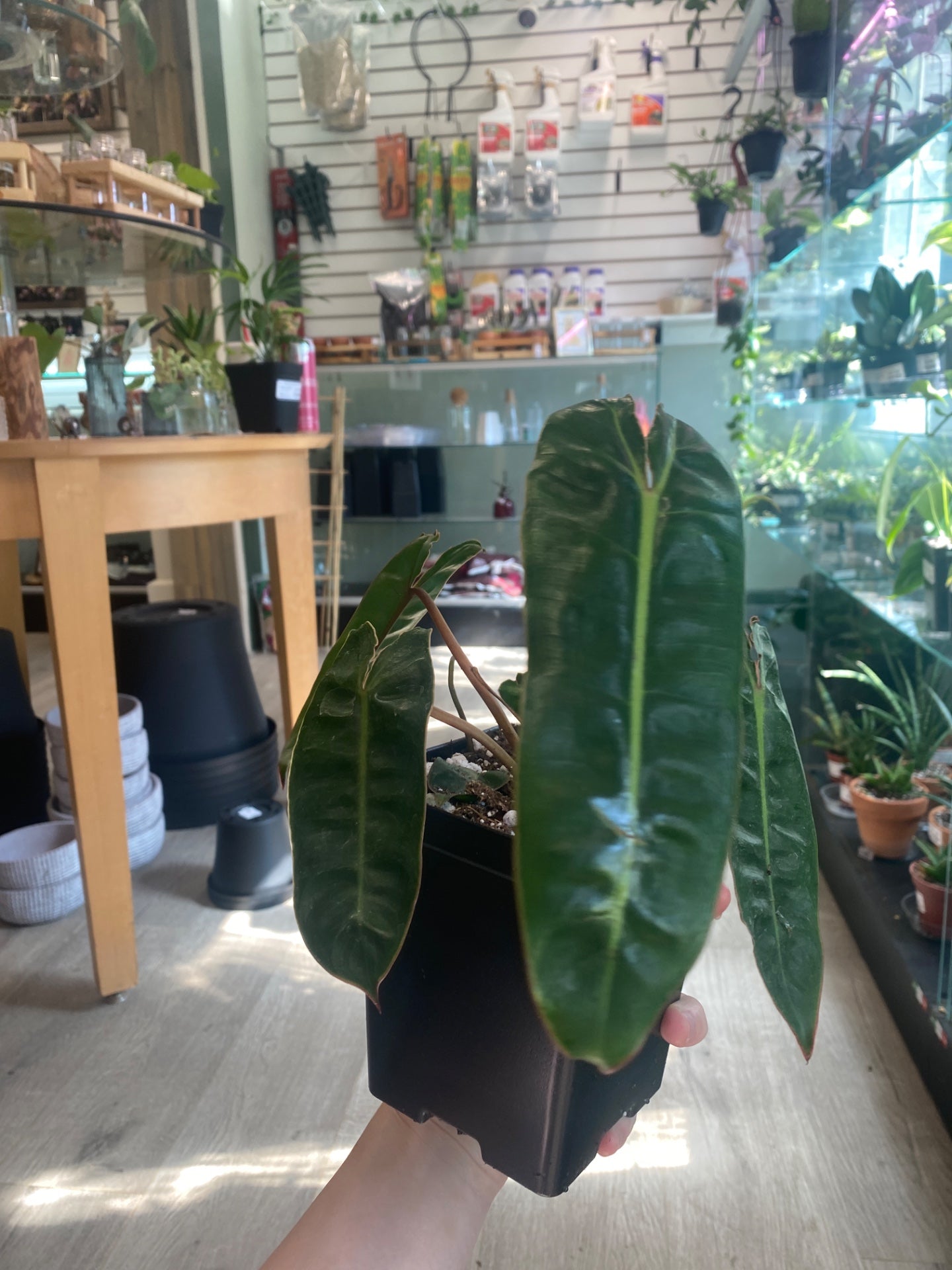 Philodendron billietiae (#5435976694)