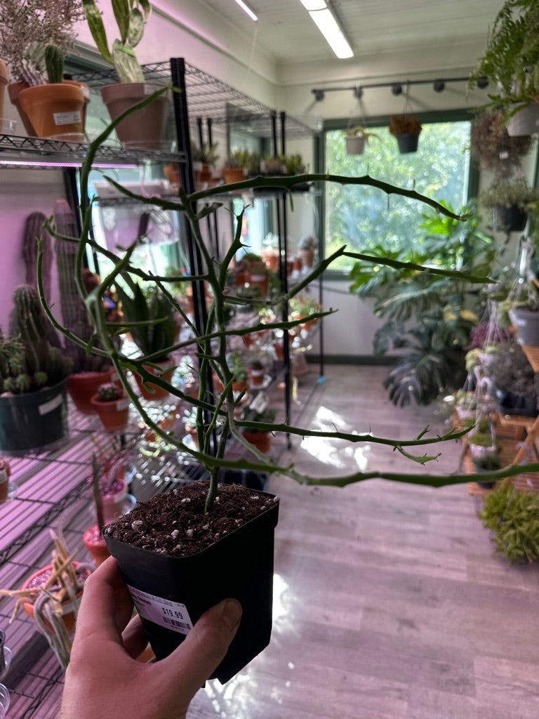 Euphorbia Stenoclada (#407089326)
