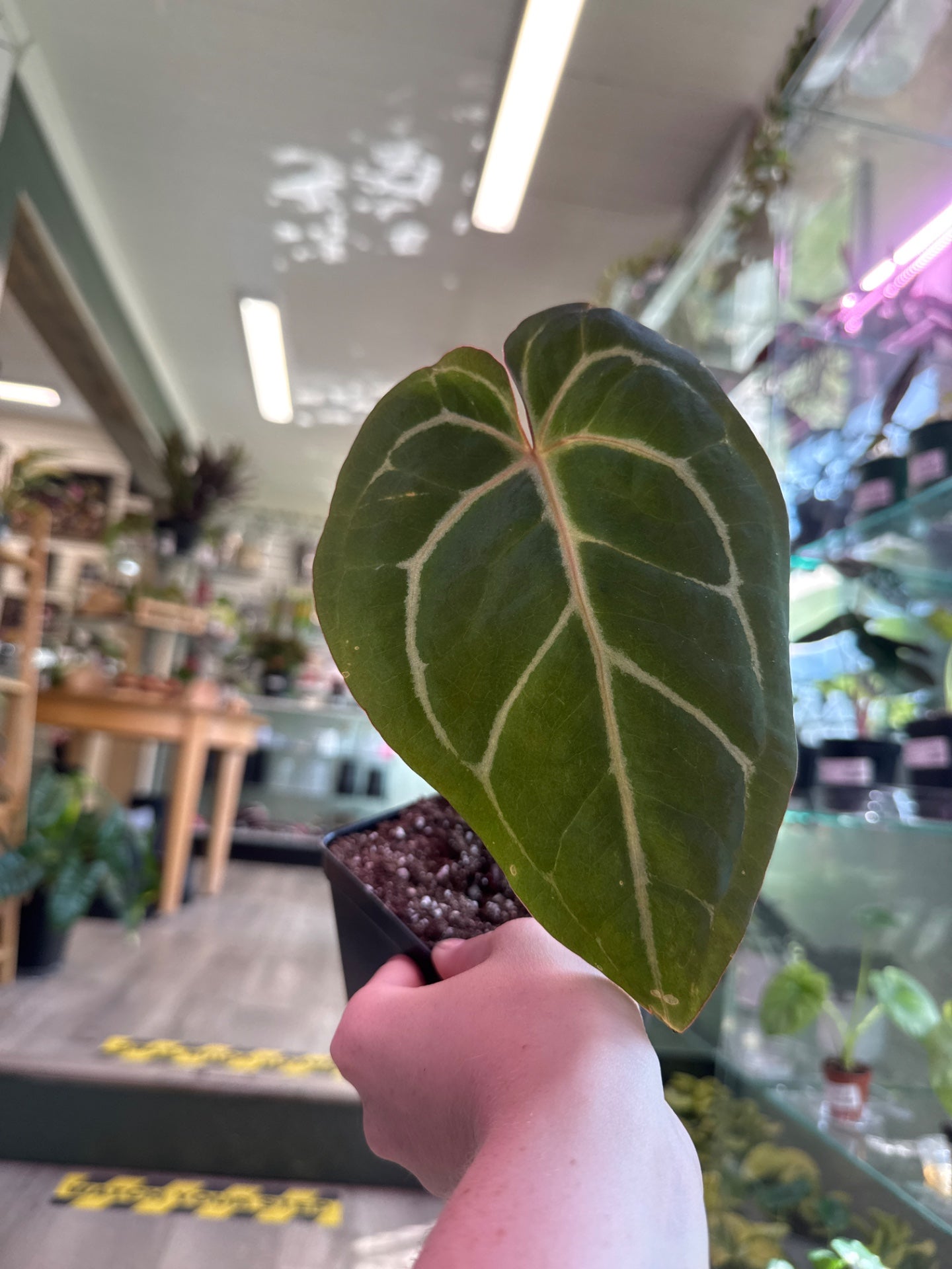 Anthurium noID (#600697818)