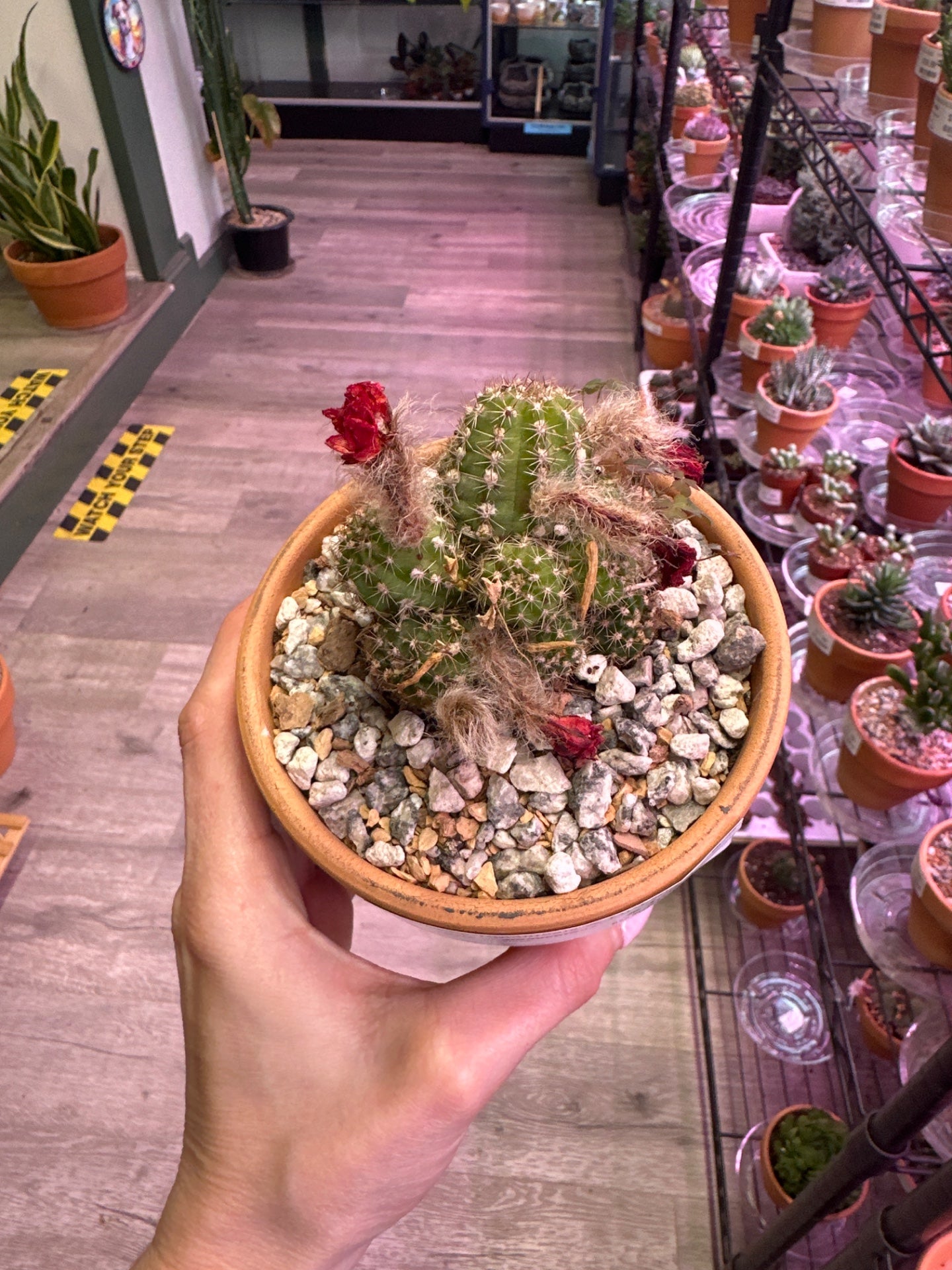 Echinopsis chamaecereus (#930219591)