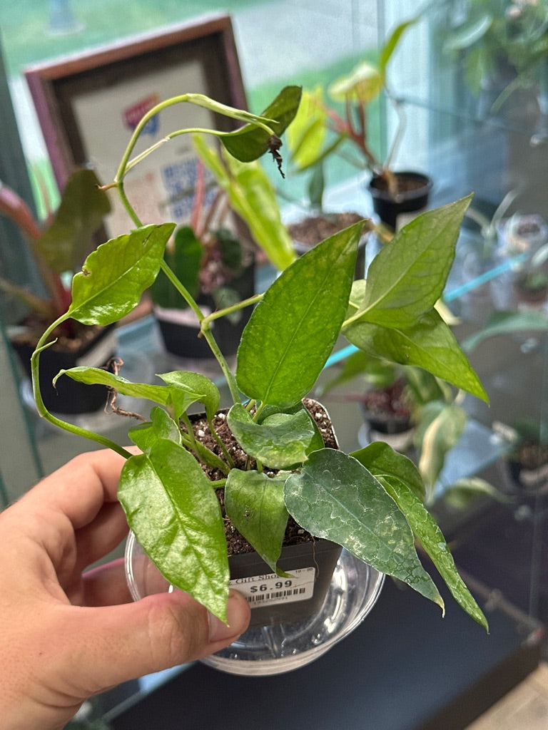 Epipremnum Aureum 'Skeleton Key' (#193252591)