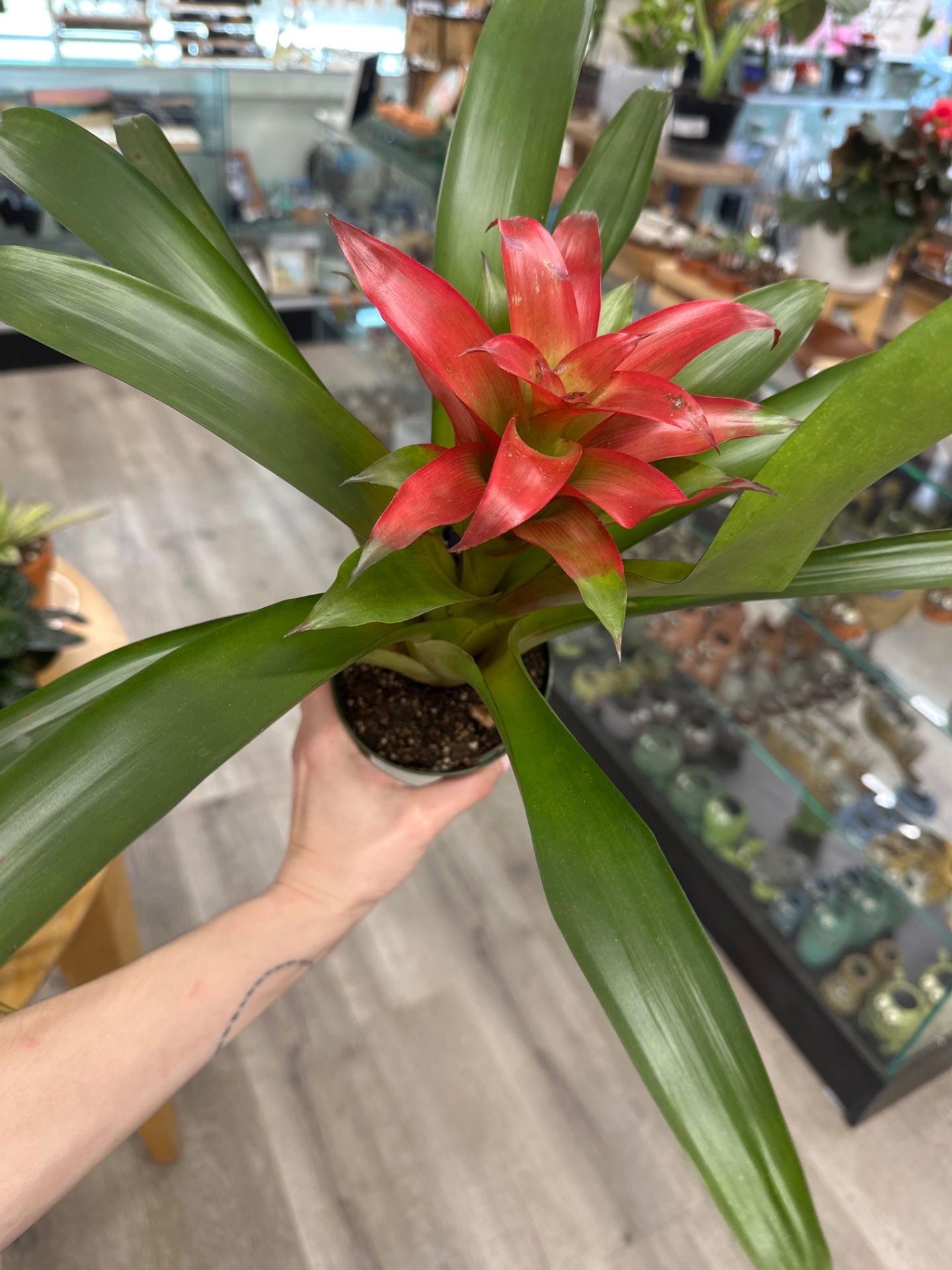 Bromeliad spp. 'red' (#892737291)