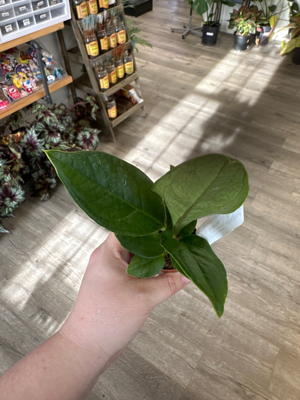 Anthurium cv. 'Red Flag' (#348886339)