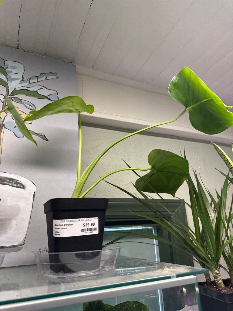 Monstera Deliciosa (#583794025)