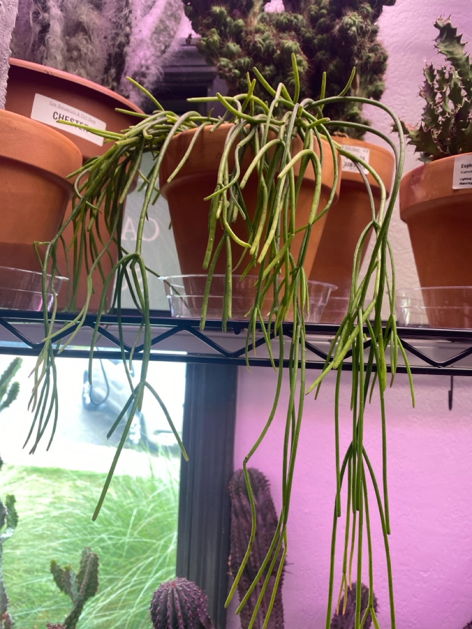 Rhipsalis baccifera 'Mistletoe cactus' (#128694588)