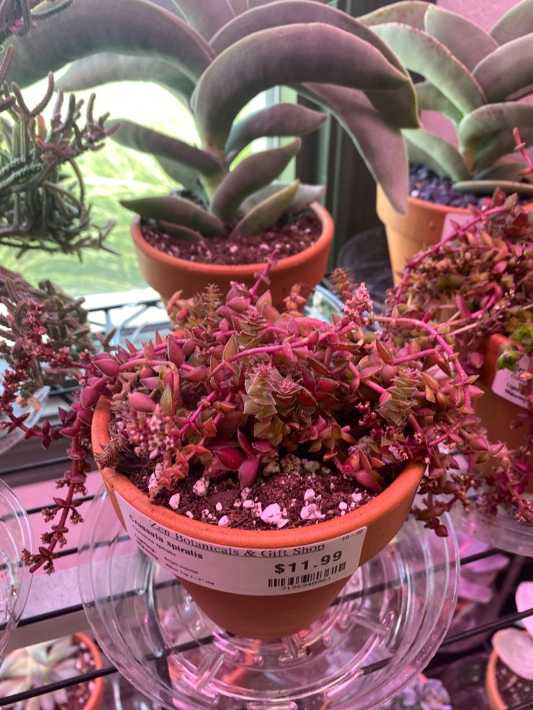 Crassula spiralis (#7196940961)