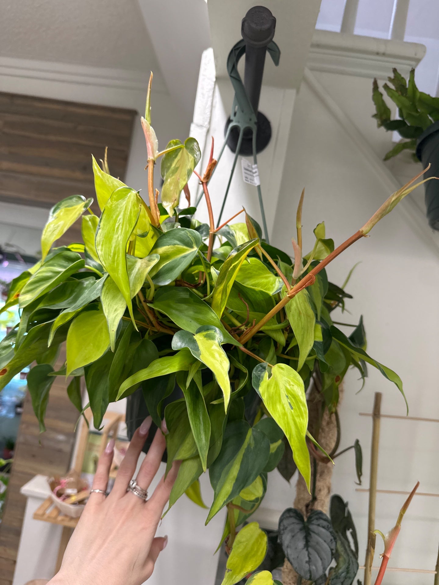 Epipremnum aureum 'Brasil Pothos' (#127500113)