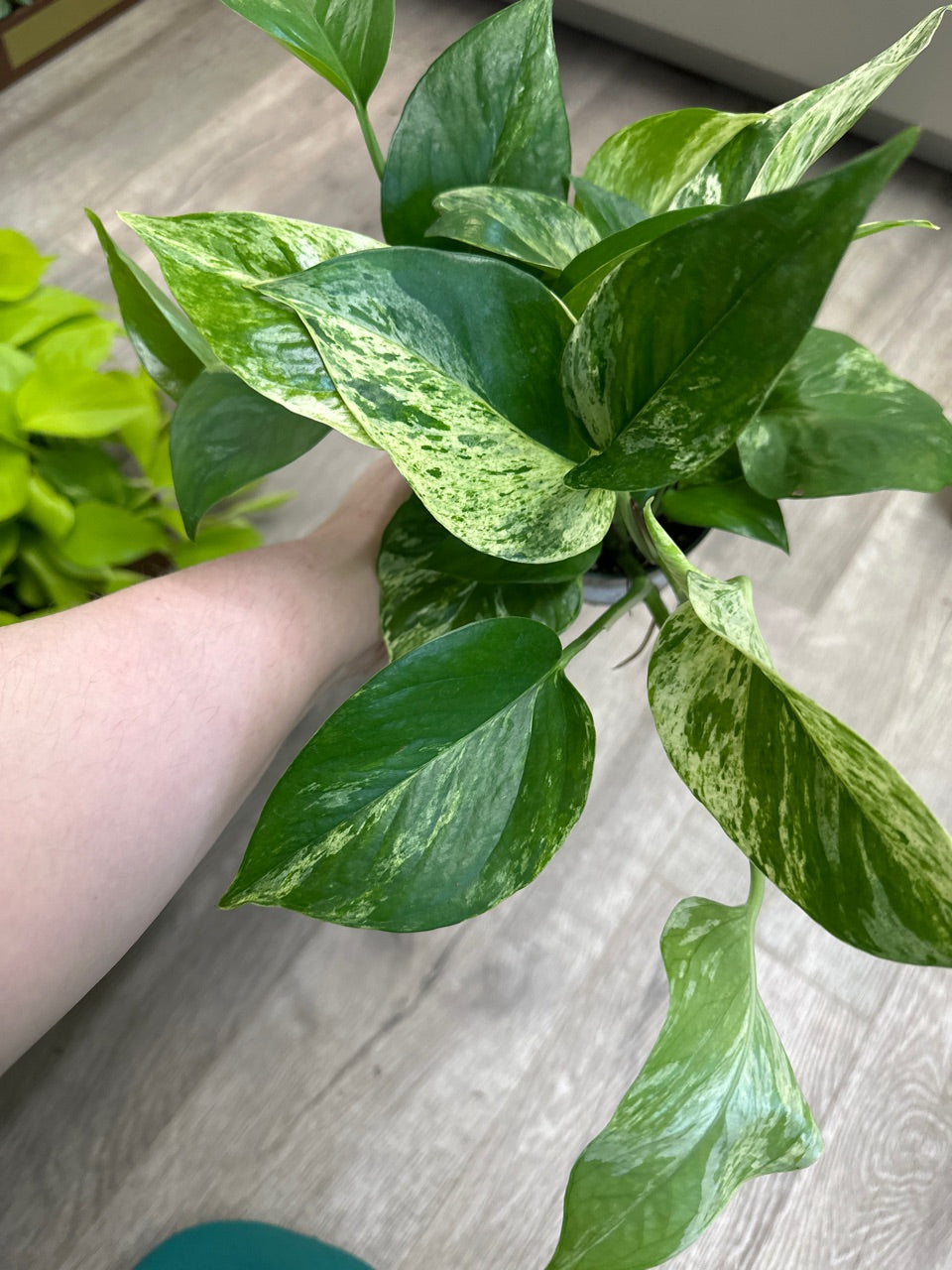 Epipremnum aureum 'Marble Queen' (#306136541)