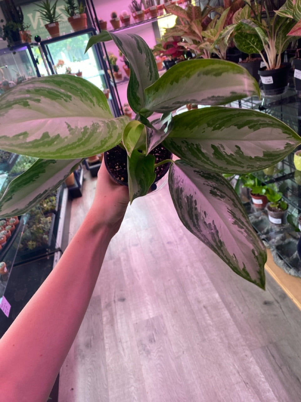 Aglaonema silver queen (#843269962)