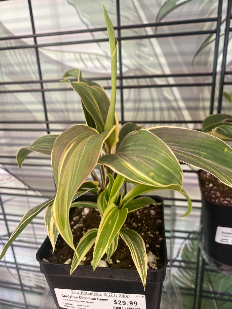 Cordyline Chocolate Queen (#2252357424)