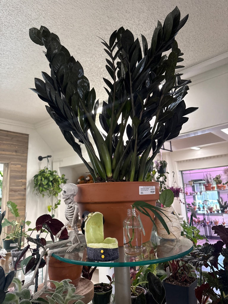 Zamioculcas Zamiifolia 'Raven' (#917039538)