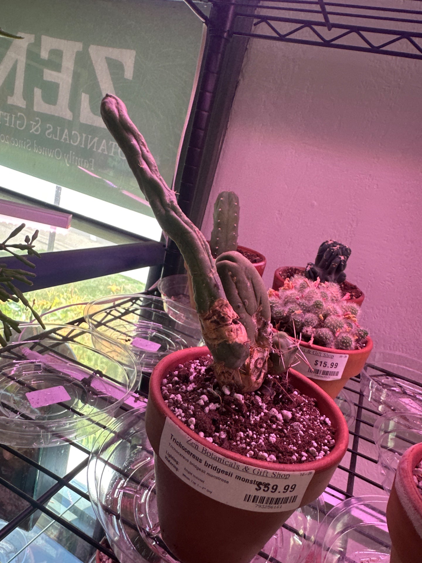 Trichocereus bridgesii monstrose (#793256161)