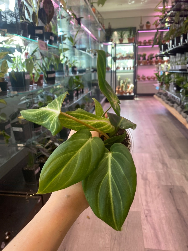 Philodendron gloriosum (#5716631405)