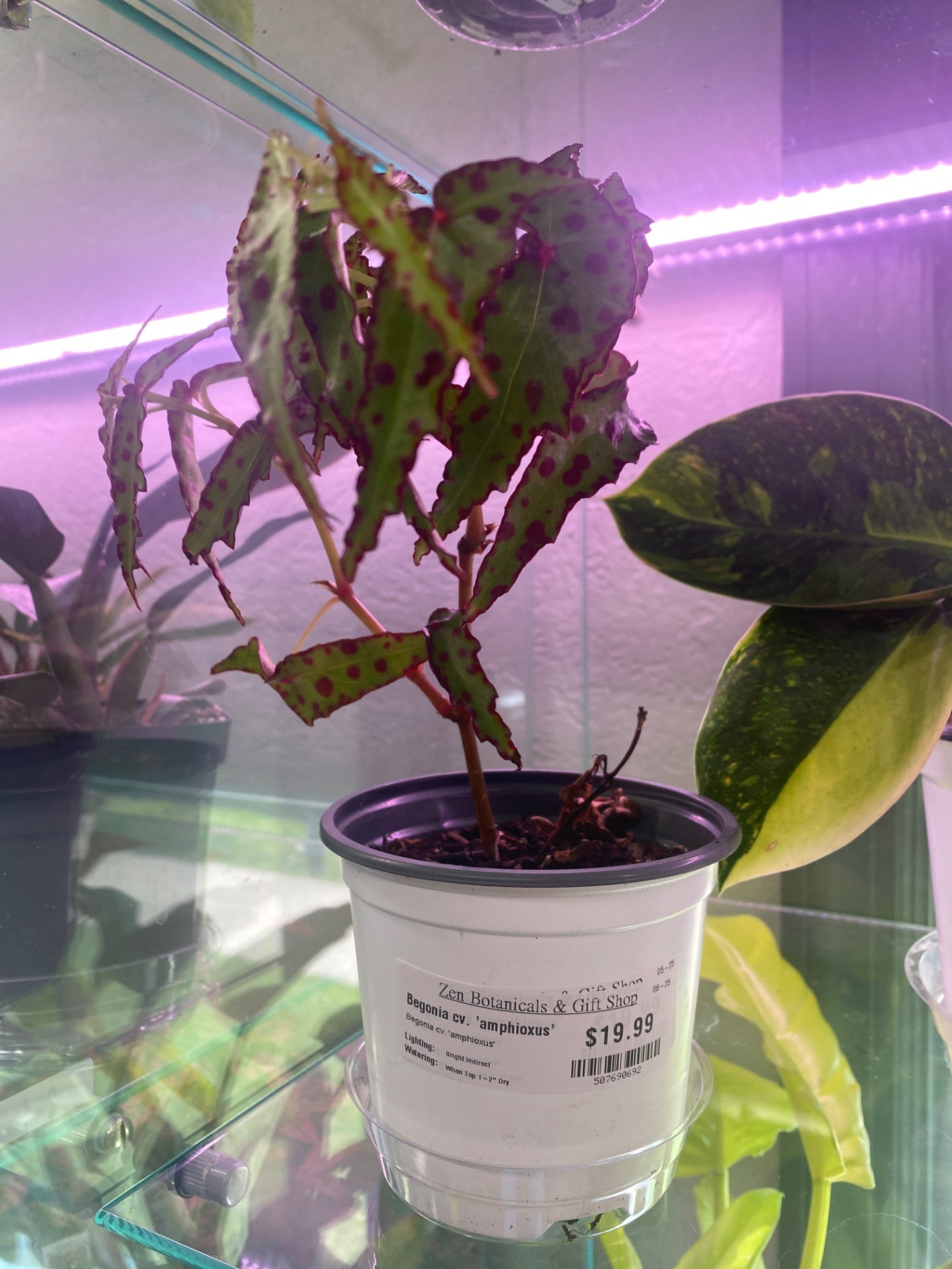 Begonia cv. 'amphioxus' (#507690692)