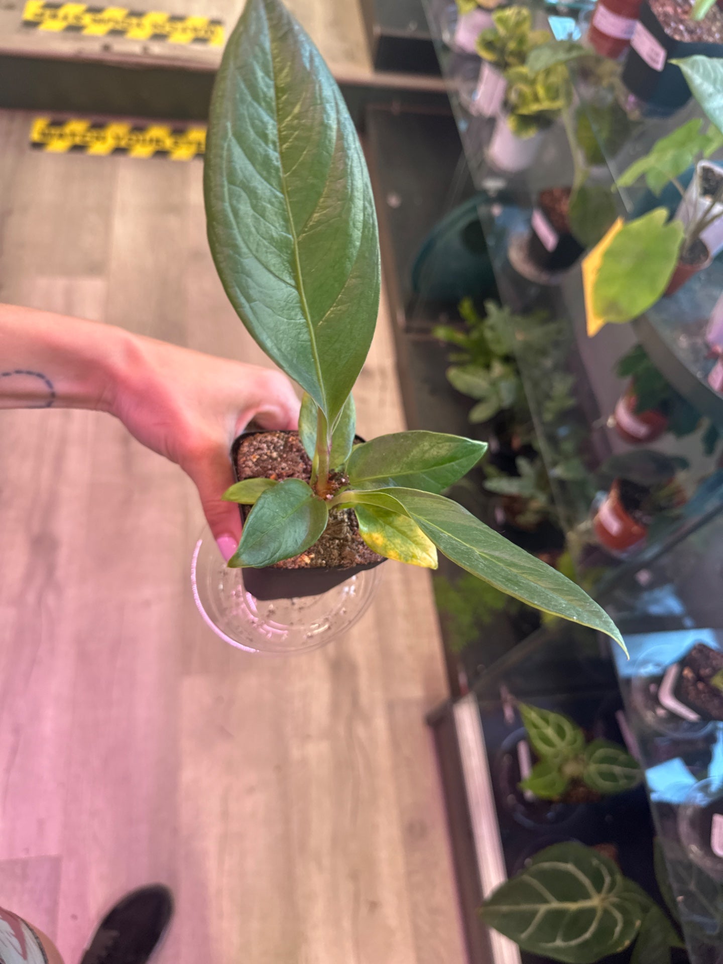 Anthurium cv. 'Red Flag' (#146659226)