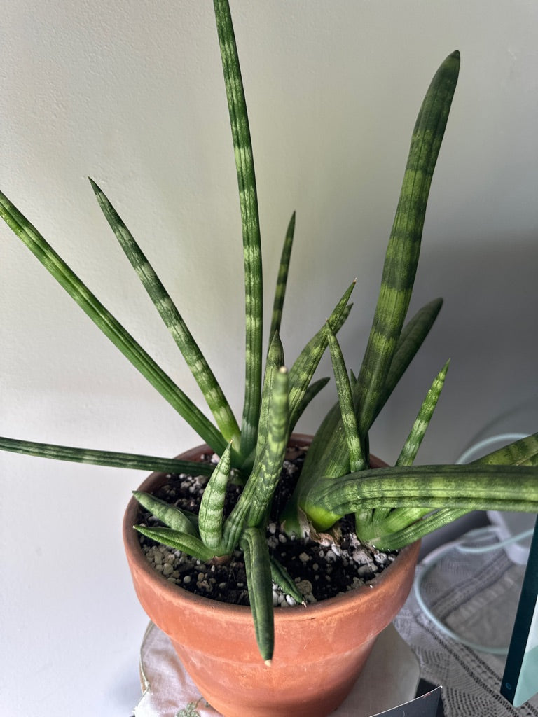 Sansevieria boncel 'Starfish' (#774511045)