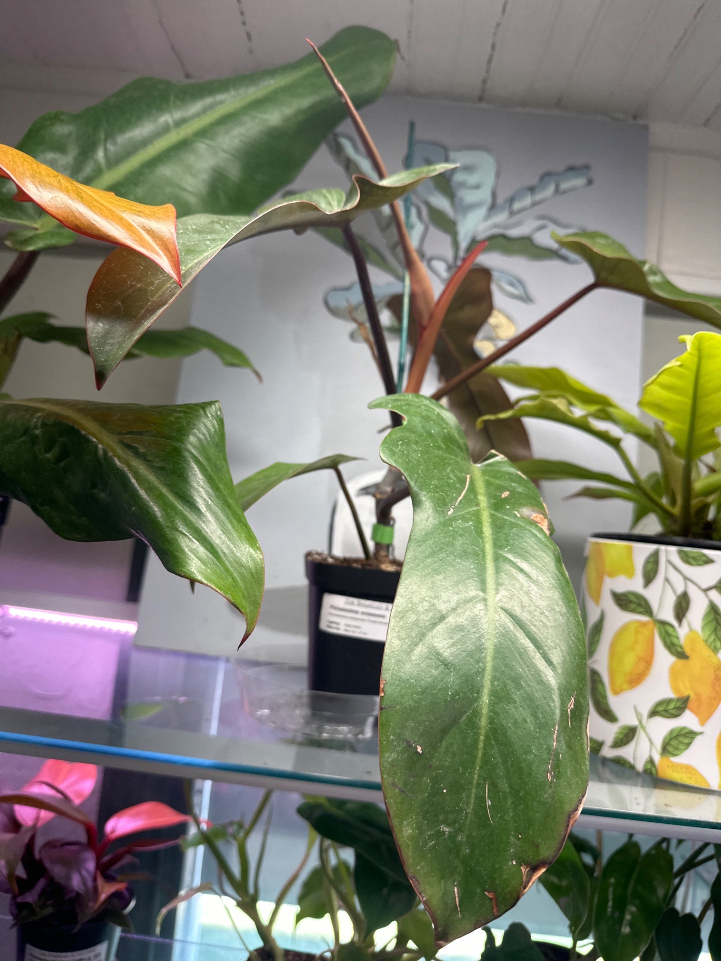 Philodendron erubescens 'Florida Bronze' (#674921433)