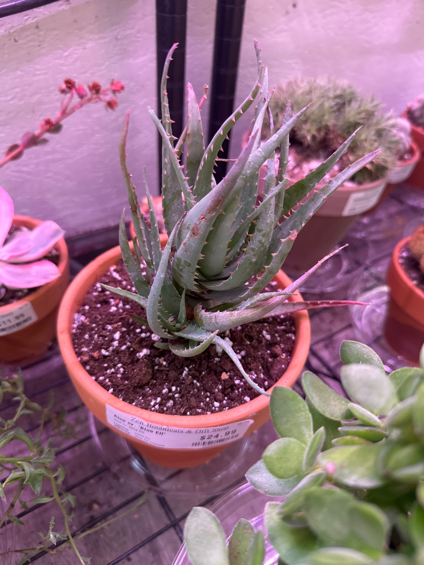 Aloe cv. 'Blue Elf' (#368691149)