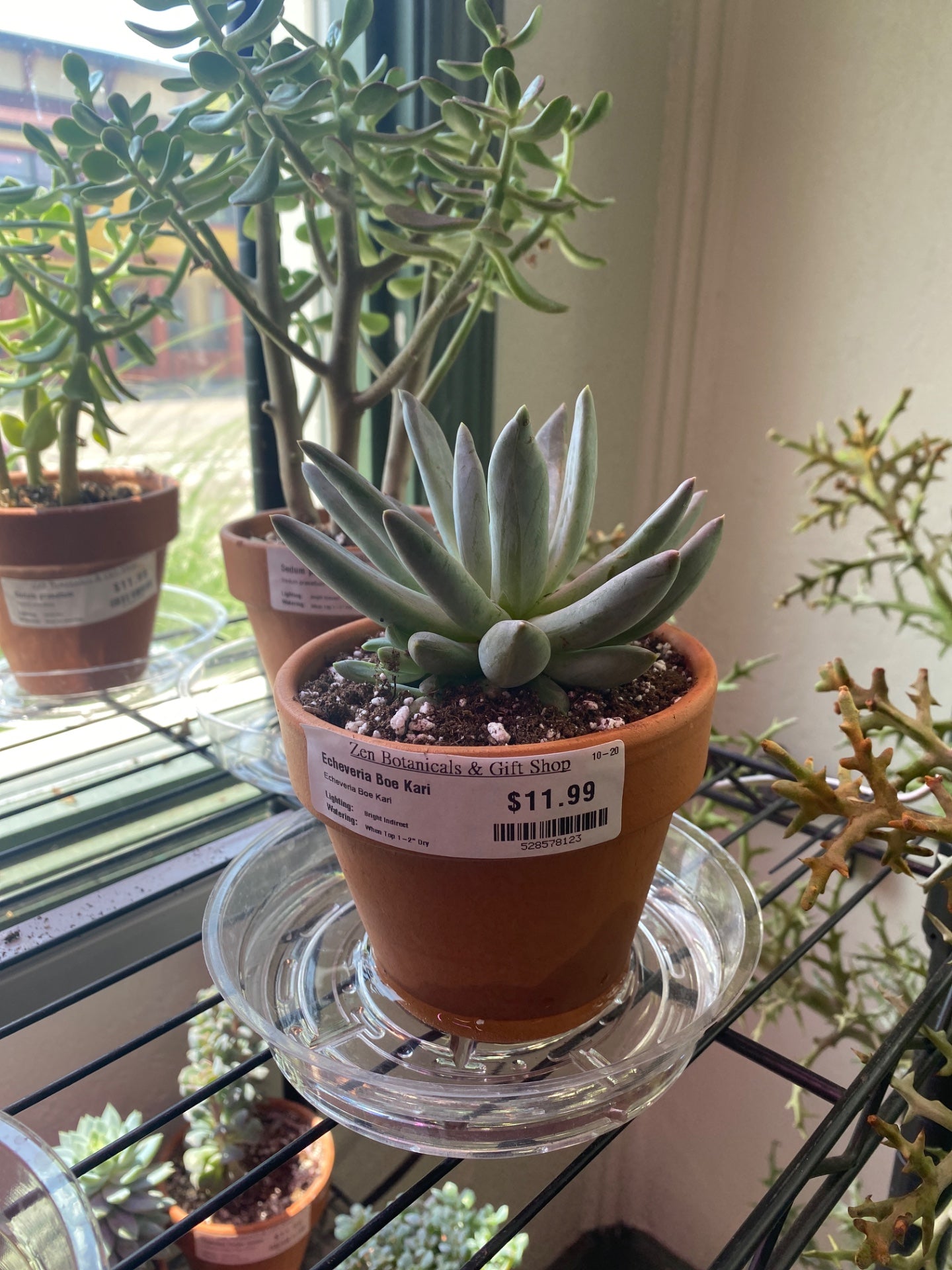 Echeveria Boe Kari (#528578123)