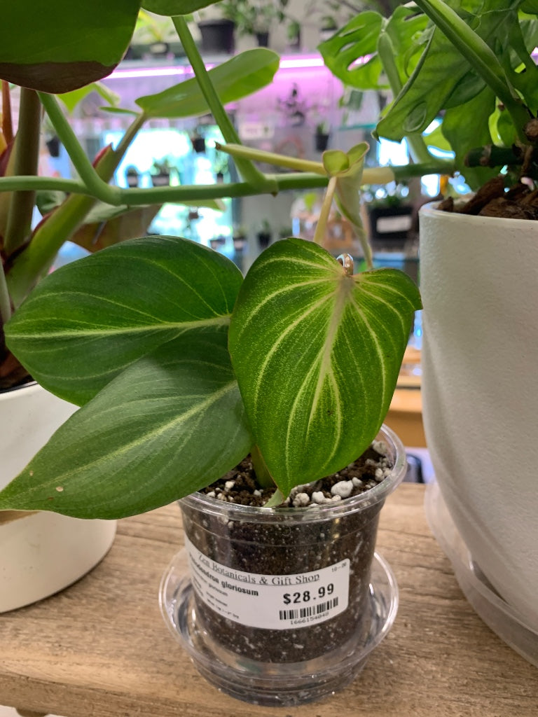 Philodendron gloriosum (#1666154048)